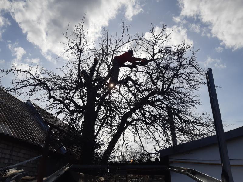 спил деревьев