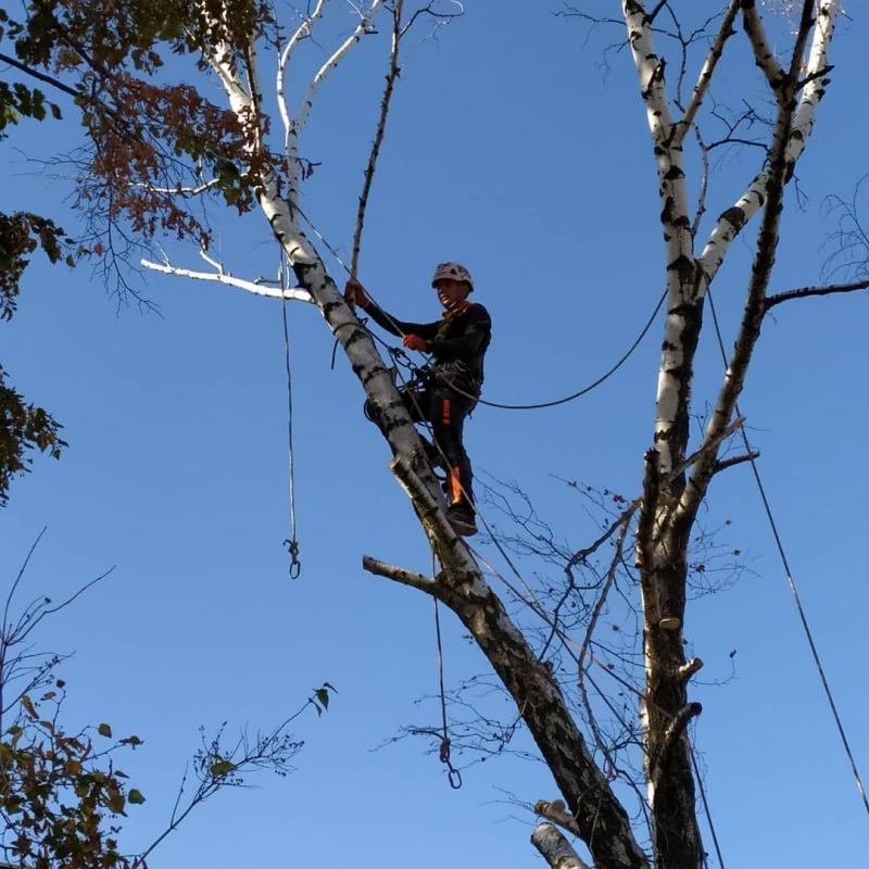 Видалення сухого, аварійного дерева з завішуванням. Спуск частинами.