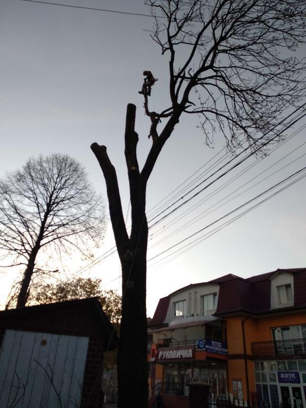 Професійне зрізання дерев!